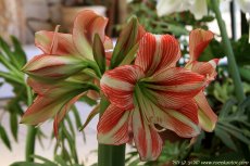 היפאסטרום מכלוא