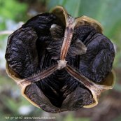  צילום: רועי קן-תור