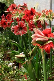  צילום: רועי קן-תור