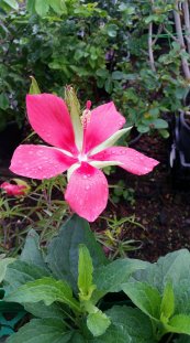  צילום: יפה לוי