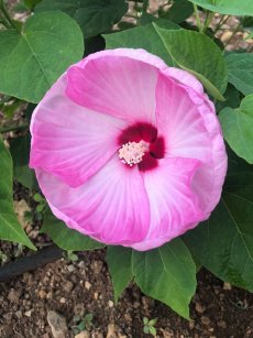 היביסקוס מצוי 'יפהפית הדרום'