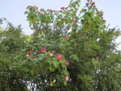  צילום: יאיר פקר, יאיר הגנן