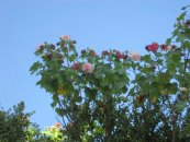  צילום: יאיר פקר, יאיר הגנן