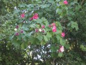  צילום: יאיר פקר, יאיר הגנן