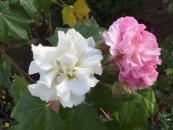  צילום: בני דודקביץ