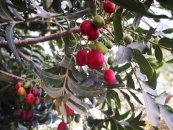  צילום: יפה לוי