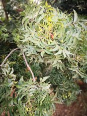  צילום: יפה לוי