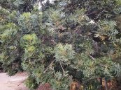  צילום: יפה לוי