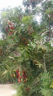  צילום: יפה לוי