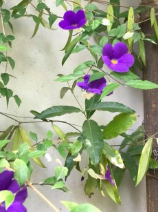 תונברגיה זקופה