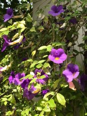  צילום: חביבה אילן