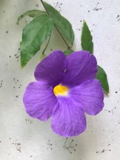  צילום: חביבה אילן