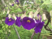  צילום: עידית פרגר גלילי