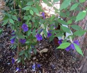  צילום: יעל פריד