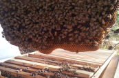 דבורים בכוורת ביו-דינמית