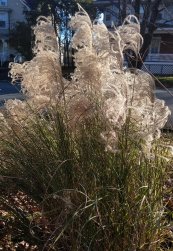  צילום: משתלת בוטניקה