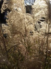  צילום: משתלת בוטניקה