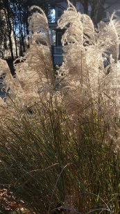  צילום: משתלת בוטניקה