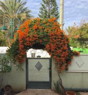  צילום: סימה ליליוס ביבי