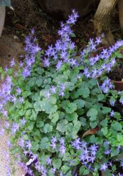  צילום: יעל פריד