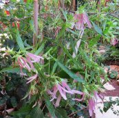  צילום: יעל פריד