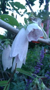  צילום: שלי כהן