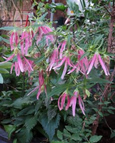 פעמונית 'פינק אוקטופוס'