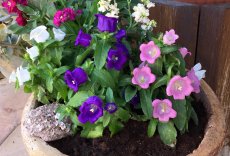 פעמונית קשתית