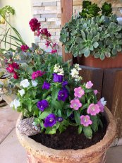  צילום: סימה ליליוס ביבי