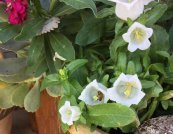  צילום: סימה ליליוס ביבי