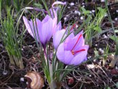 זעפרן - ( Crocus sativus   (Saffron