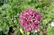שום תל אביב - Allium tel avivence
