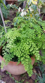  צילום: יפה לוי