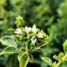 אזובית פשוטה אורגנו