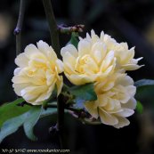 ורד בנקסיה לוטיאה