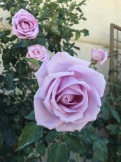 ורד בלו מון