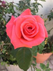  צילום: אסף שטילמן