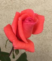  צילום: אסף שטילמן