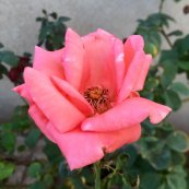  צילום: אסף שטילמן