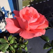  צילום: אסף שטילמן