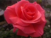  צילום: עמי בוארון