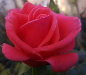  צילום: עמי בוארון