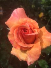 ורד לוליטה