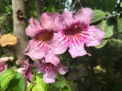  צילום: קיקה צוקרמן