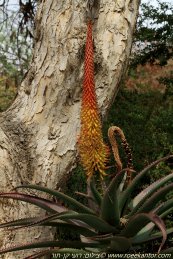  צילום: Aloe africana, GFDL, License migration redundant