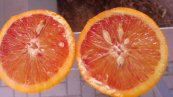 תפוז דם זן מורו