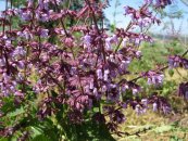  צילום: יאיר פקר, יאיר הגנן