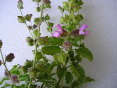 מרווה מנוצה