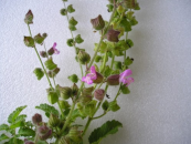  צילום: זרעים מציון