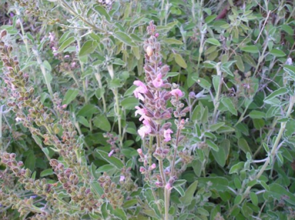 מרווה משולשת - Salvia fruticosa Mill